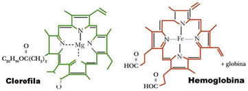 clorofila_hemoglobina
