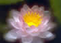 terapia floral